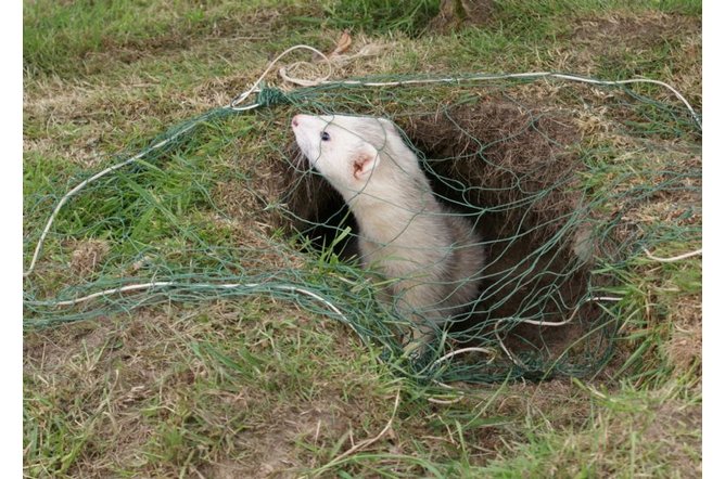 Ferreting Purse Nets (pack of ten)